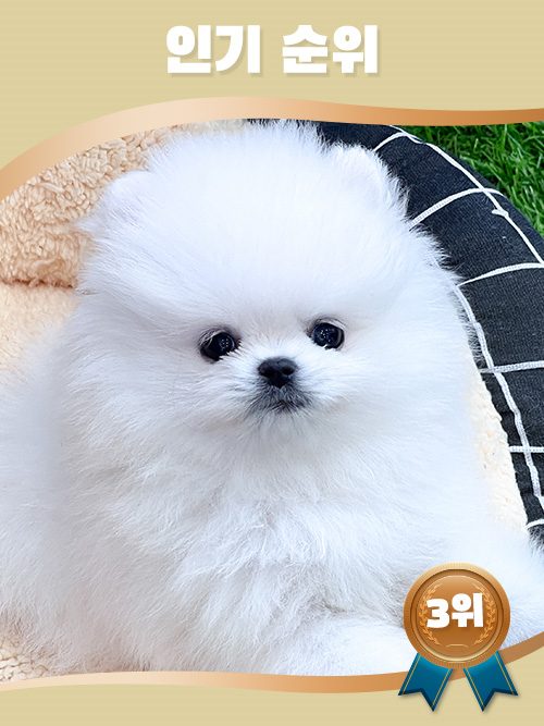 포메라니안