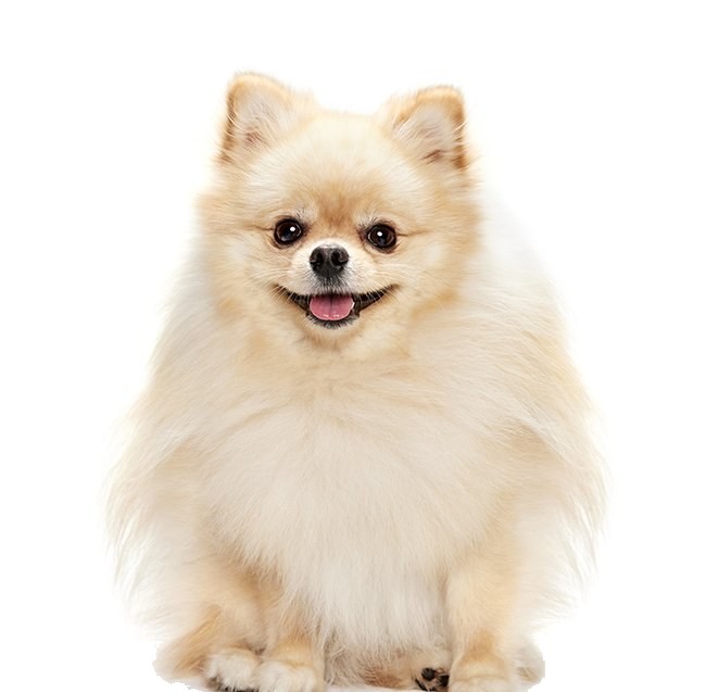 웃고 있는 포메라니안