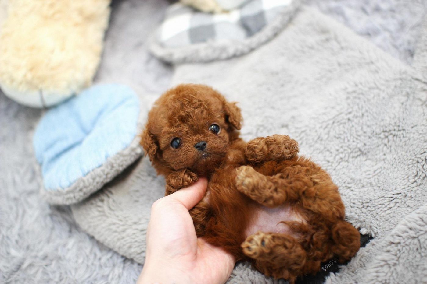 푸들 여아