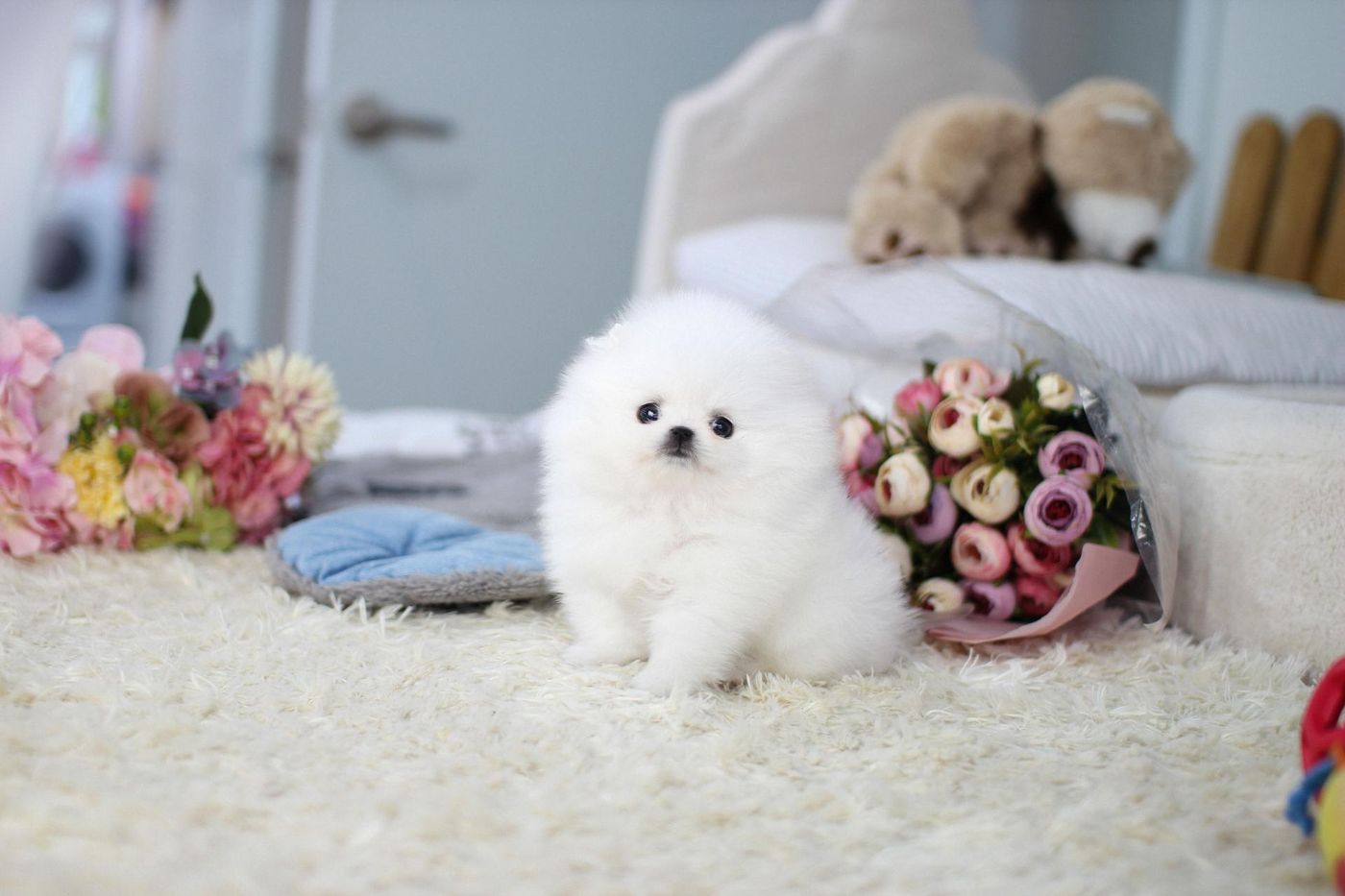 포메라니안 남아