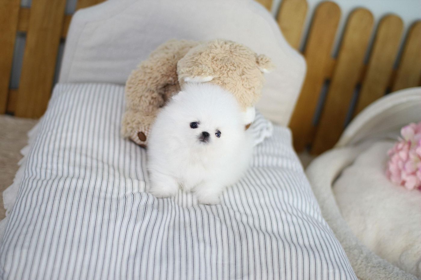 포메라니안 남아 사진 6