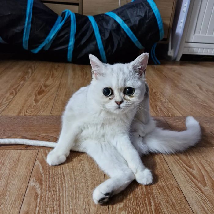 박*경님 가족의 반려동물