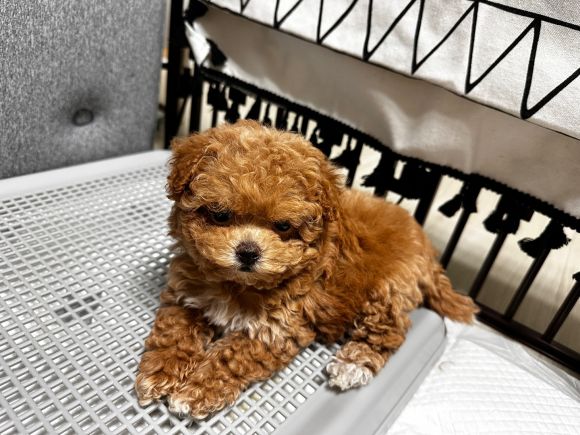 한*희님 가족의 반려동물