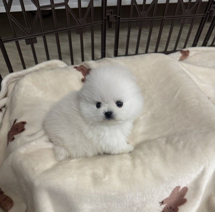 진*진님 가족의 반려동물