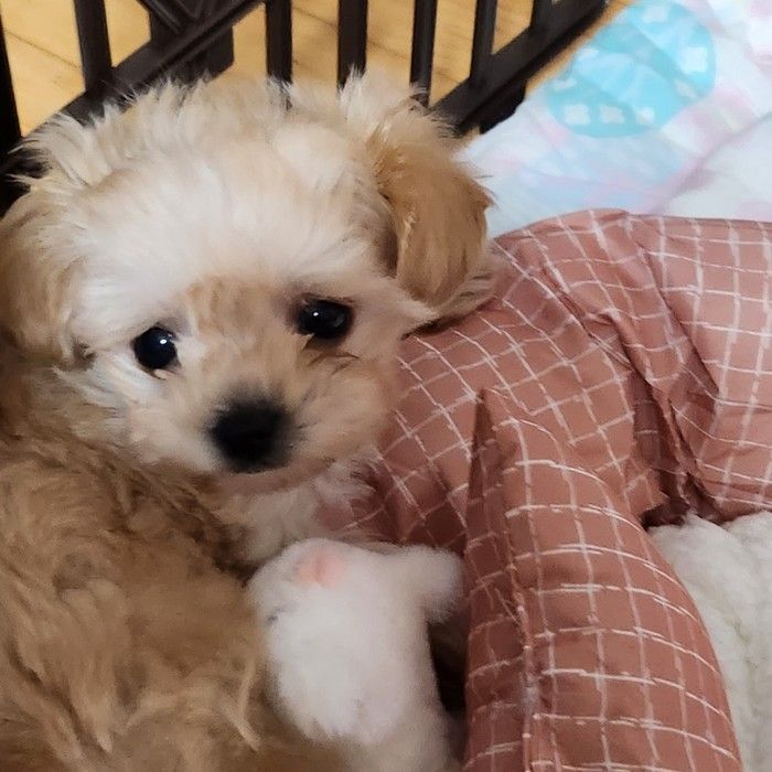 이*옥님 가족의 반려동물