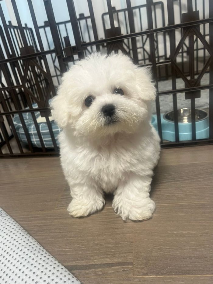 부산본점에서 분양한 아이