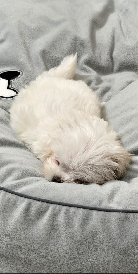 수원본점에서 분양한 아이