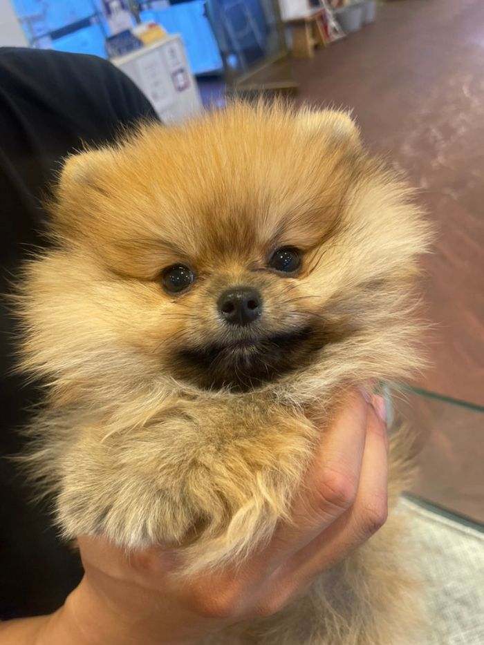 부산본점에서 분양한 아이
